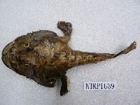 藏品(鮟鱇)的圖片